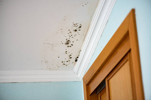 Best Post-Flood Mold Remediation in East Bethel, MN