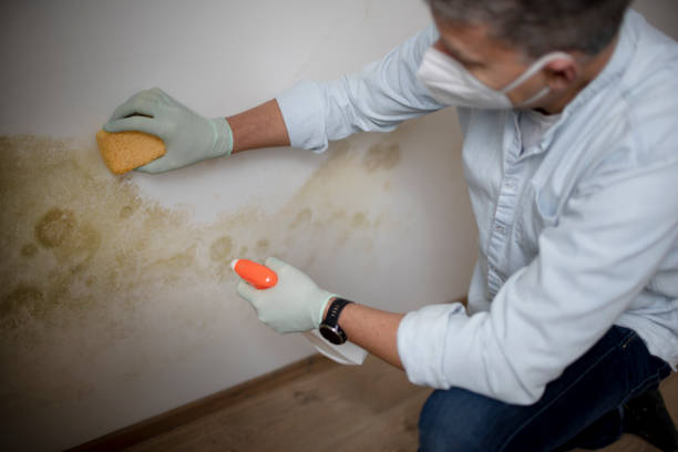 Best Crawl Space Mold Remediation in East Bethel, MN