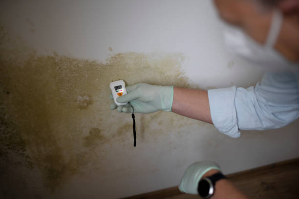 Best Black Mold Remediation in East Bethel, MN
