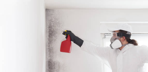 Best Attic Mold Remediation in East Bethel, MN
