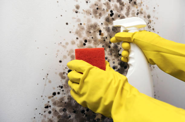 Professional Mold Remediation in East Bethel, MN