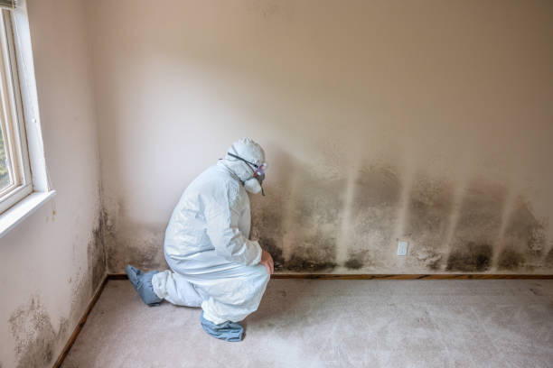 Best Insurance-Related Mold Remediation in East Bethel, MN