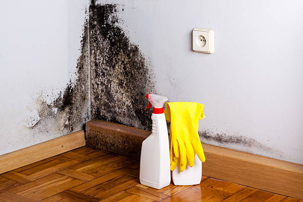 Best White Mold Remediation in East Bethel, MN