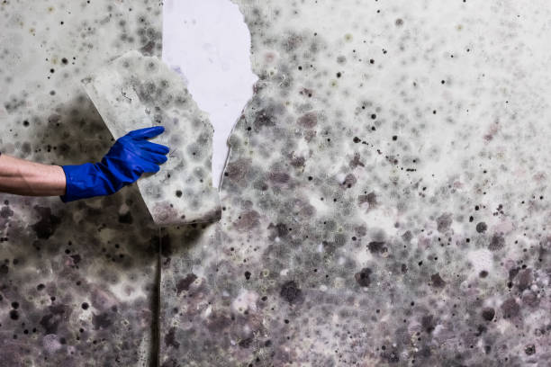 Best Residential Mold Remediation in East Bethel, MN