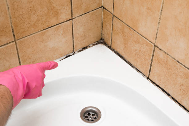 Trusted East Bethel, MN Mold Remediation Experts